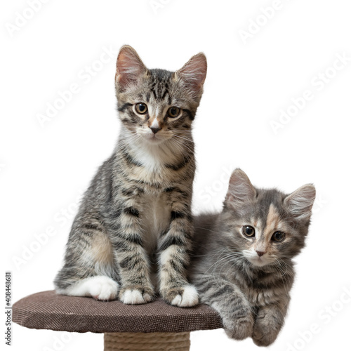 Two cute gray kittens sit on cat furniture at home looking into the camera isolated on white background