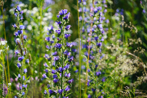 True Lavender, Lavandula Angustifolia