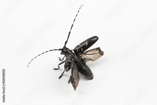 Konstfotografi The longicorn beetle isolated on white background