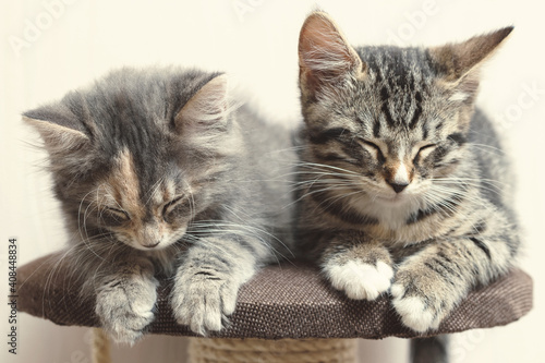 Two cute gray kittens sleeping on the cat furniture at home