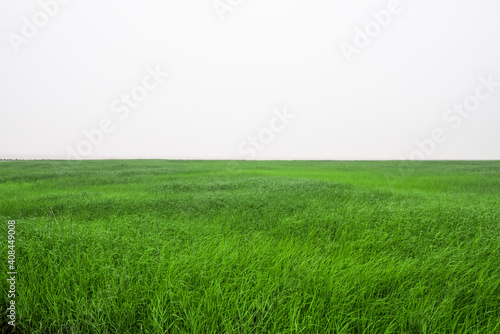 green grass field and sky background