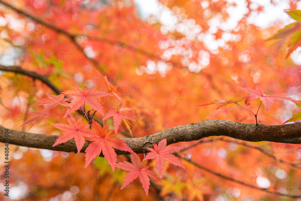 Red maple leaves in autumn season with blue sky blurred background, taken from Japan. Red maple leaves in autumn season with blue sky blurred background, taken from Japan.