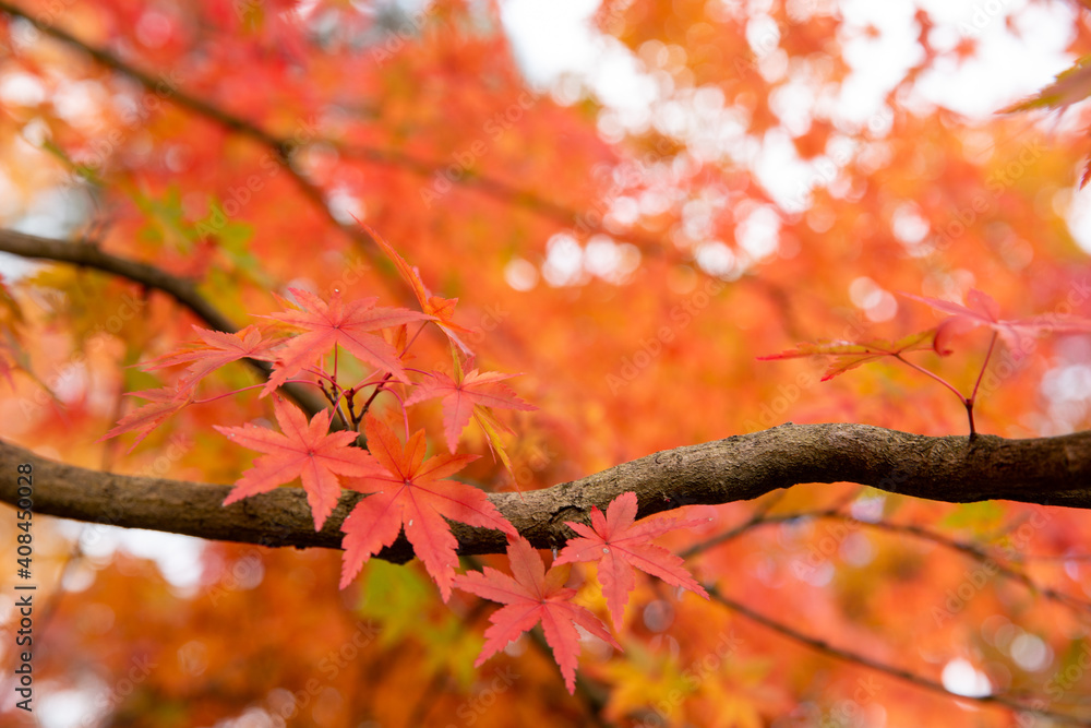 Red maple leaves in autumn season with blue sky blurred background, taken from Japan. Red maple leaves in autumn season with blue sky blurred background, taken from Japan.