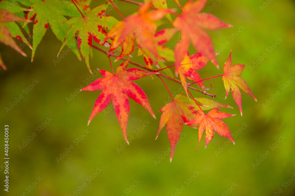 Red maple leaves in autumn season with blue sky blurred background, taken from Japan. Red maple leaves in autumn season with blue sky blurred background, taken from Japan.