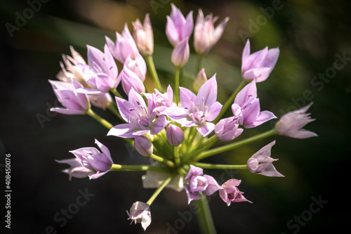 Flowers of a wild rosy garlic plant
