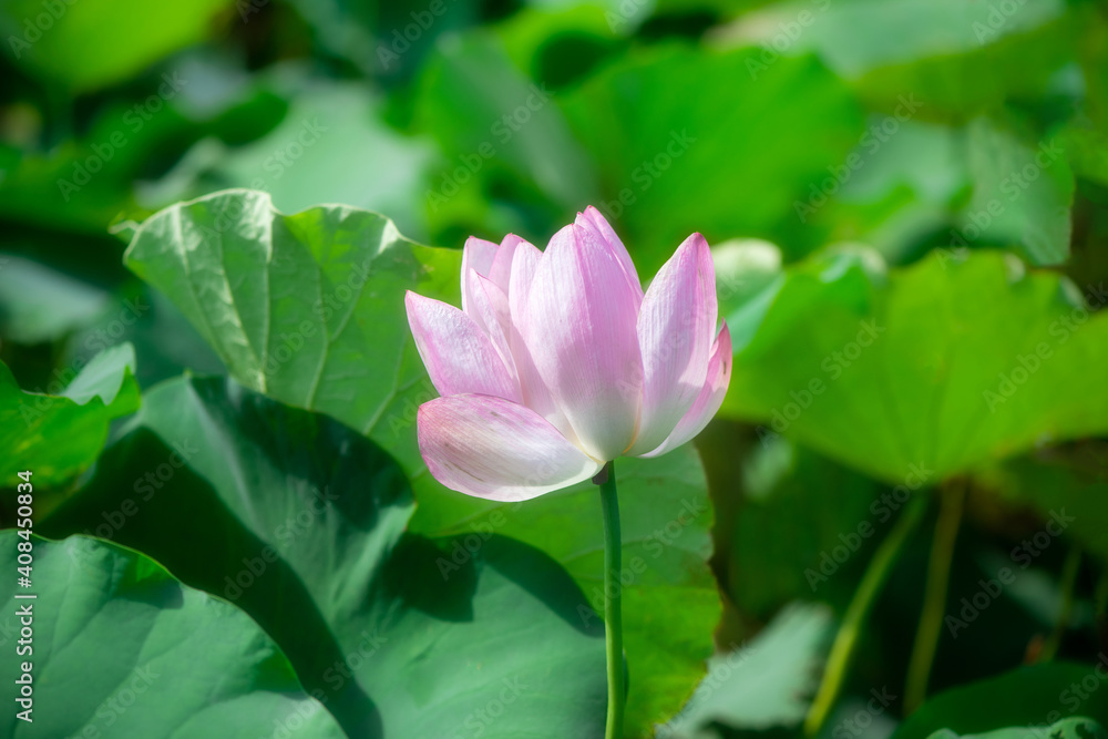 Pink lotus flower lotus leaf in pond Pink lotus flower lotus leaf in pond