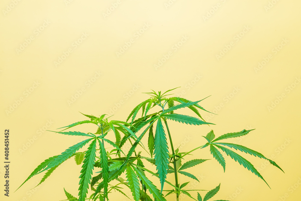 Green marijuana or cannabis tree with a yellow background with free copy space. Green marijuana or cannabis tree with a yellow background with free copy space.