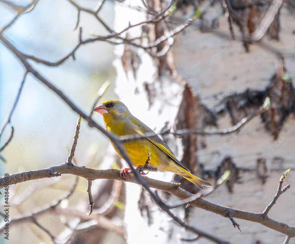 Green and yellow songbird, The European greenfinch sitting on a branch in spring. Green and yellow songbird, The European greenfinch sitting on a branch in spring.