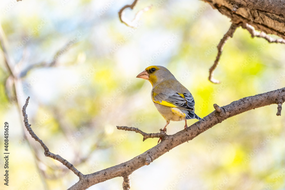 Fototapeta premium Green and yellow songbird, The European greenfinch sitting on a branch in spring.
