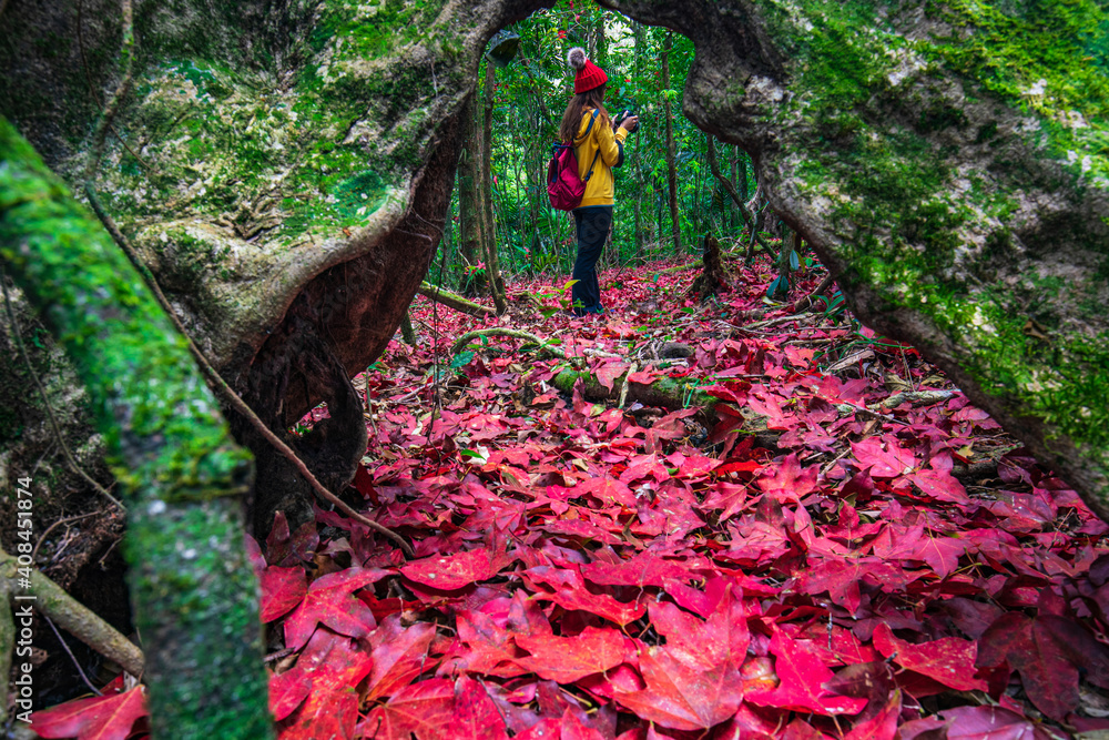 Young girl in yellow jacket hiking in the maple forest. Young girl in yellow jacket hiking in the maple forest.
