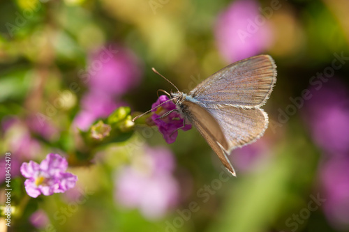 common grass blue butterfly (Zizina labradus)