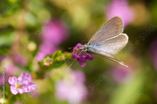 common grass blue butterfly (Zizina labradus) © Frozigraphie
