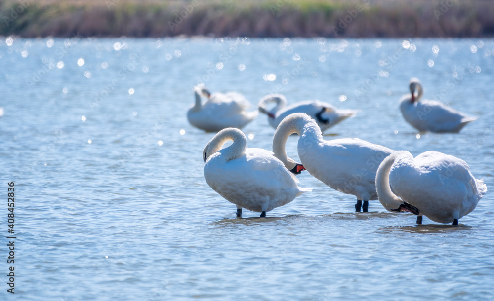 Fototapeta premium Graceful white Swans swimming in the lake, swans in the wild