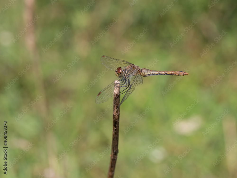 Ruddy darter, Sympetrum sanguineum Ruddy darter, Sympetrum sanguineum