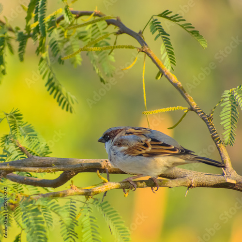 bird on a branch