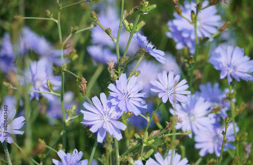 Chicory, Cichorium Intybus Chicory, In Homeopathy As Digestive And Hepatobiliary Diseases