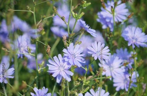 Obraz na płótnie Chicory, Cichorium Intybus Chicory, In Homeopathy As Digestive And Hepatobiliary Diseases w salonie