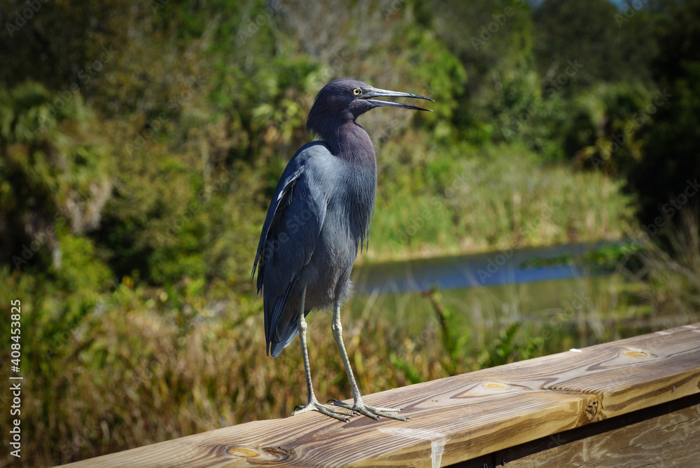 Fototapeta premium blue bird