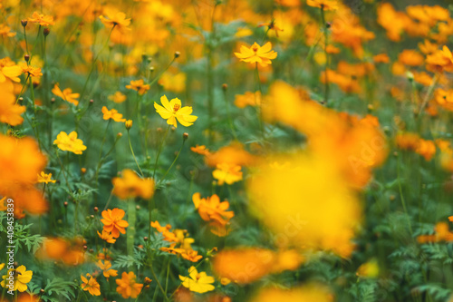 Yellow cosmos flowers blooming in the garden