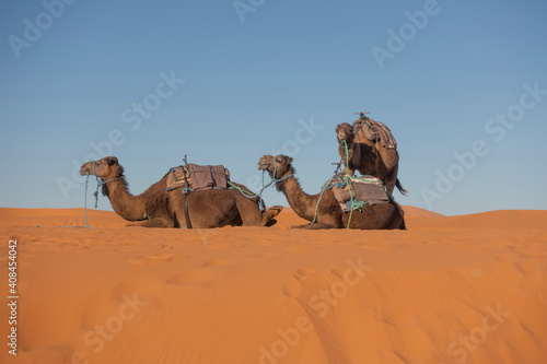 Camels in sand dunes of Sahara Desert in South Morocco  North Africa...