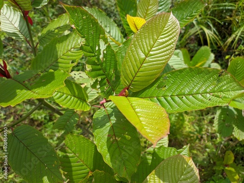 Kratom plant (Mitragyna speciosa) grows wild in tropical Borneo