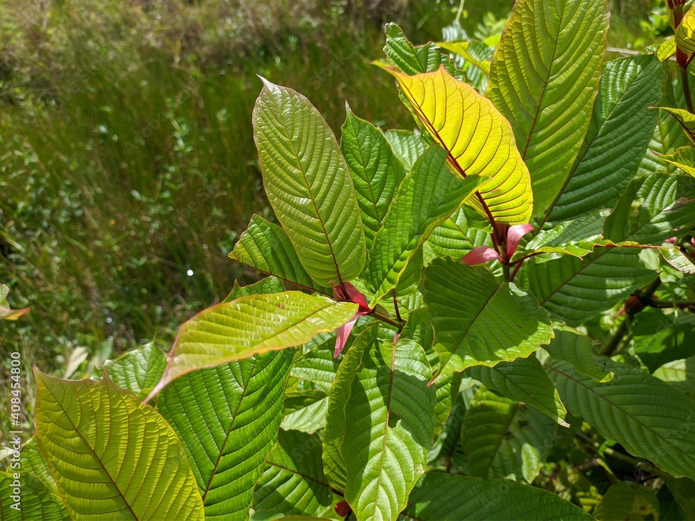 Kratom plant (Mitragyna speciosa) grows wild in tropical Borneo Kratom plant (Mitragyna speciosa) grows wild in tropical Borneo