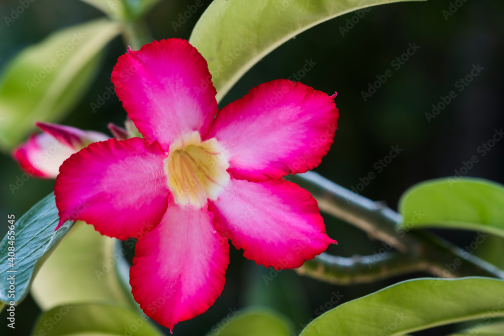 Beautiful flower images and colors stand out in nature. Beautiful flower images and colors stand out in nature.