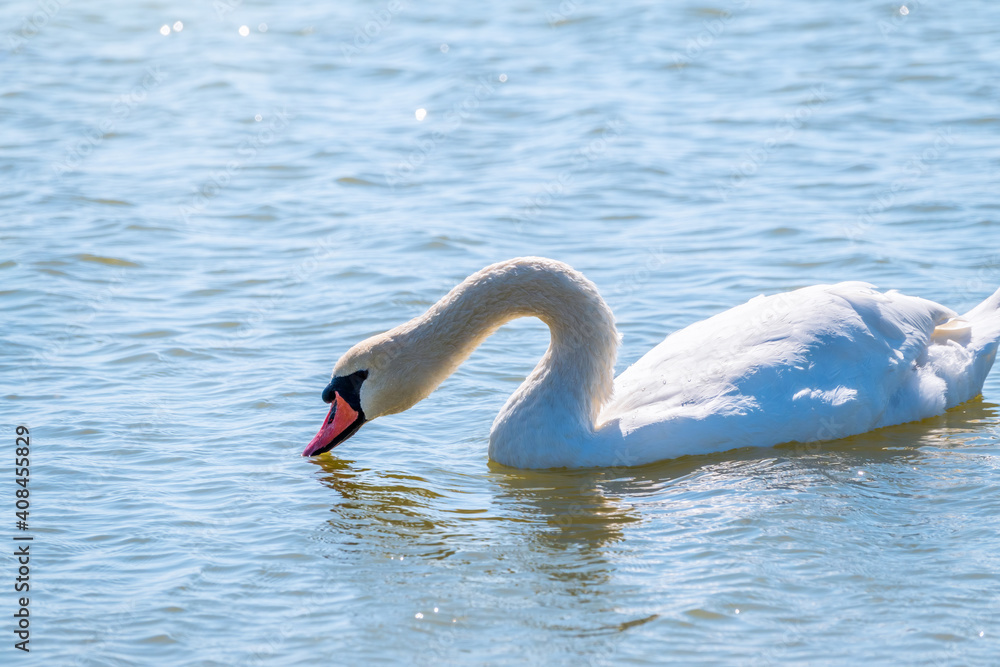 Fototapeta premium Graceful white Swan swimming in the lake, swans in the wild. Portrait of a white swan swimming on a lake.