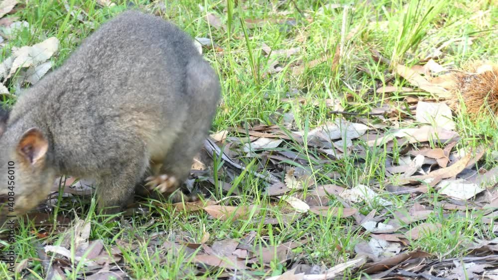 Wild Brushtail Possum looking at camera and feeding