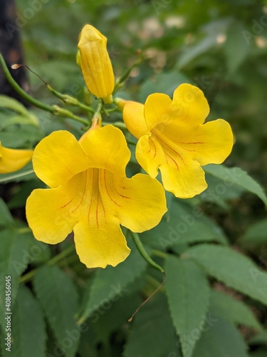 yellow flowers