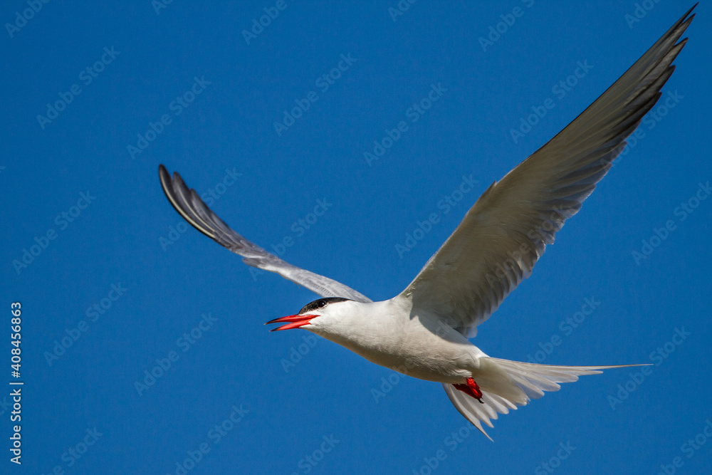 Fototapeta premium Flußseeschwalbe (Sterna hirundo)
