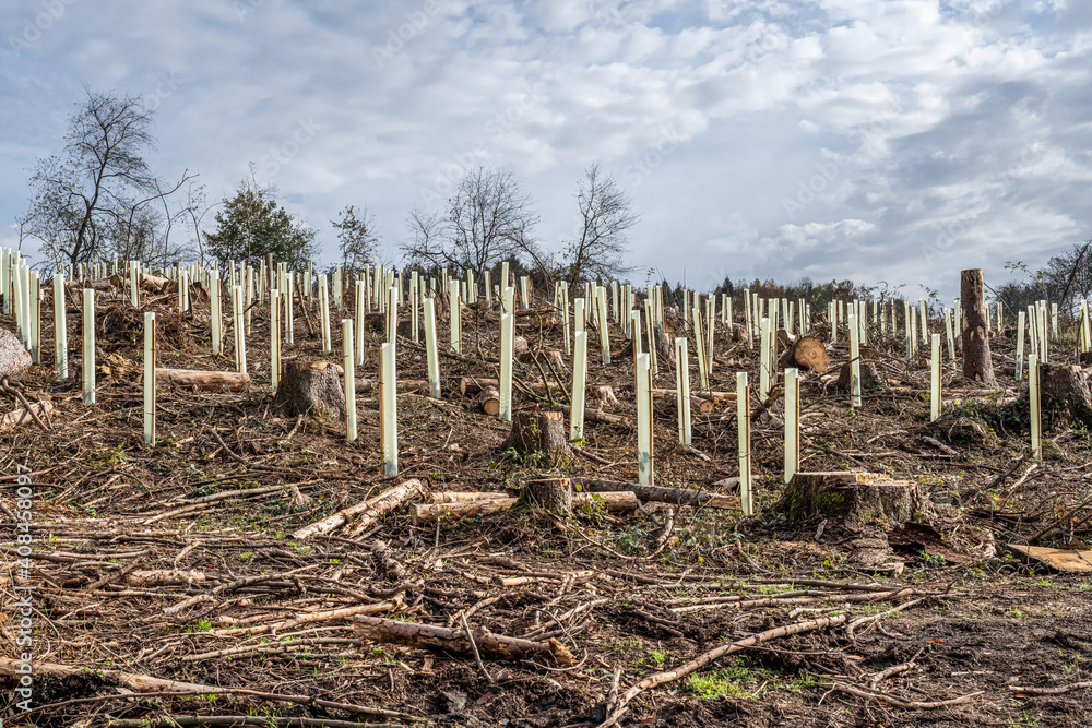 Fototapeta premium chopped Woodland new plantation Germany replanted with new sapling deciduous trees protected with plastic tubes
