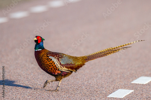 Fasan (Phasianus colchicus) Männchen photo