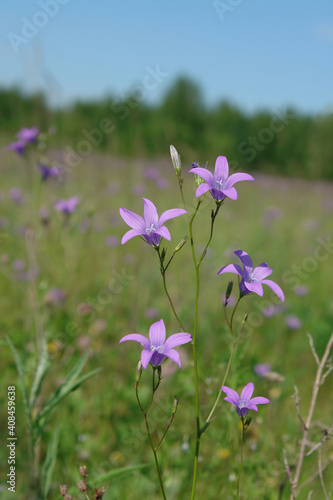 A close up of wild spreading bellflowers (Campanula patula) in the meadow on a sunny summer day