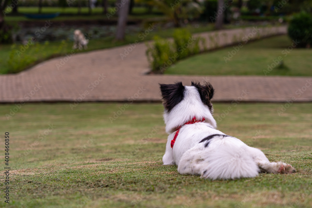 Rear view photo of Japanese chin dog sitting at the grass Rear view photo of Japanese chin dog sitting at the grass