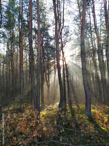 autumn forest in the fog