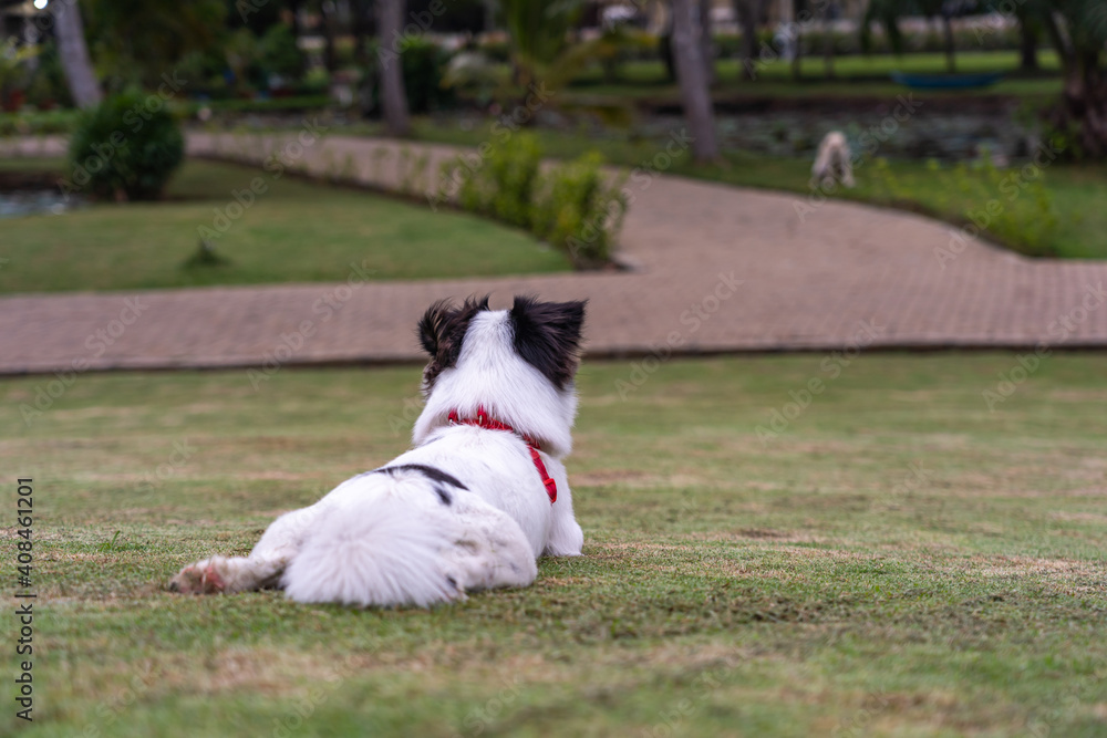 Good Japanese Spaniel dog wearing pet collar sitting on grass lawn Good Japanese Spaniel dog wearing pet collar sitting on grass lawn