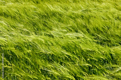 Field of green rye with waved by wind ears. Agricultural plant blurred background