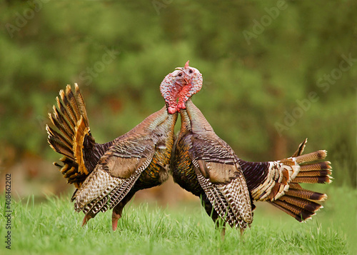 Two male Wild Turkeys engage in a vigorous fight as they compete for breeding rights during the spring mating season