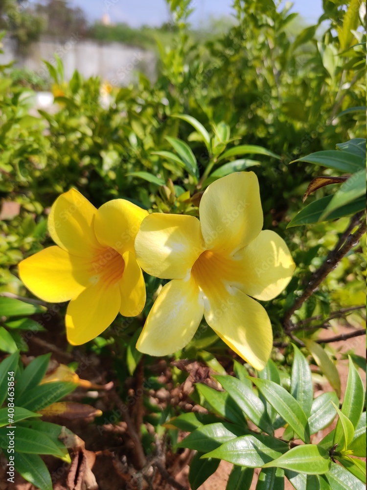 Fototapeta premium plumeria flower