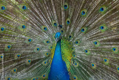 Peacock with fanned tail feathers displaying colors and eyespots on Praslin Island, Seychelles 