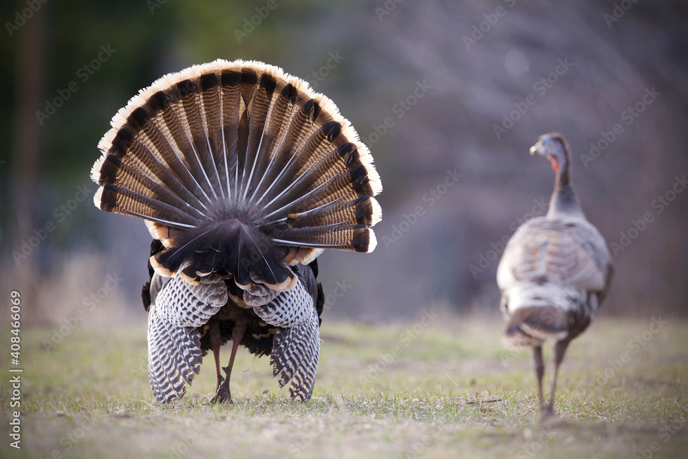 Pair of Wild Turkeys, a tom and a hen, walking away from the camera as