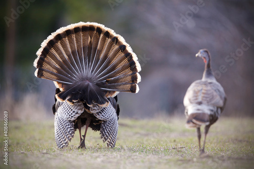 Pair of Wild Turkeys, a tom and a hen, walking away from the camera as the male struts, displaying his tail fan