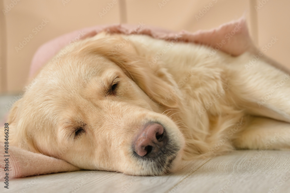 Cute dog covered with warm plaid at home. Concept of heating season Cute dog covered with warm plaid at home. Concept of heating season