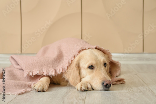 Fototapeta Naklejka Na Ścianę i Meble -  Cute dog covered with warm plaid at home. Concept of heating season