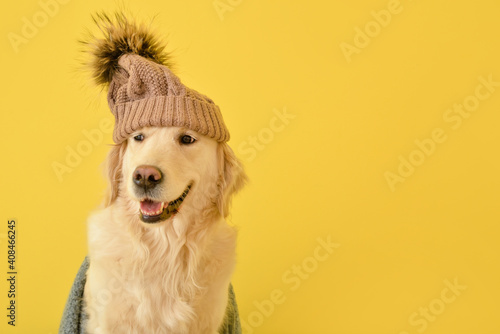 Fototapeta Naklejka Na Ścianę i Meble -  Cute dog in warm hat on color background. Concept of heating season