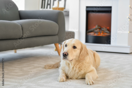 Cute dog near fireplace at home. Concept of heating season © Pixel-Shot