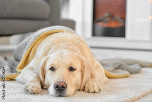 Cute dog covered with warm plaid at home. Concept of heating season