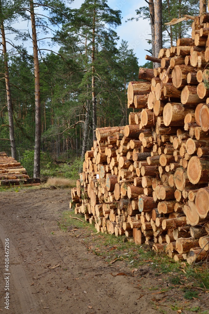 Freshly made firewood in the evergreen forest, pine tree logs closeup
