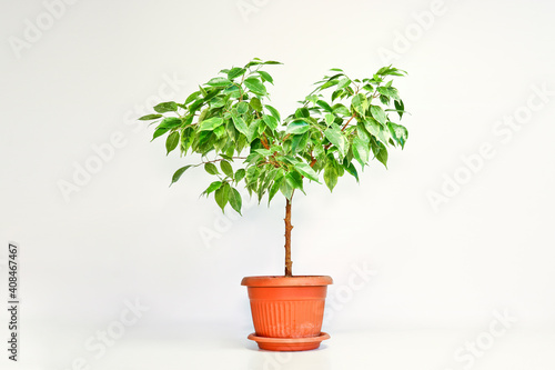 Ficus benjamin plant in a pot on a light background. Indoor plant for indoor floriculture and phytodesign.
